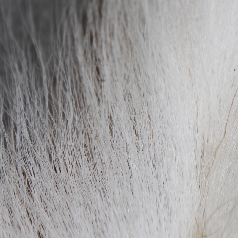 Bucktail Veniard Blanc