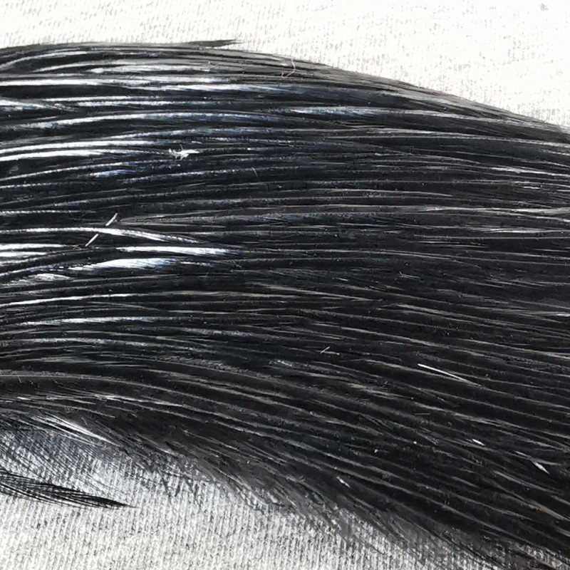 Demi cou de Coq Hareline Dun