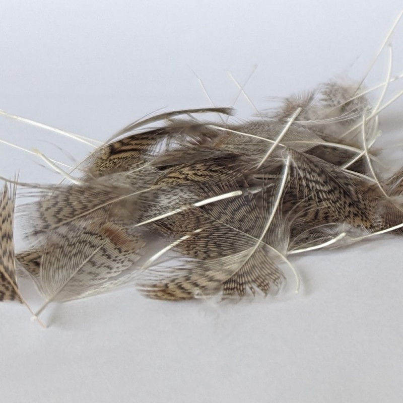 Plumes de Perdrix Grise Premium Dos
