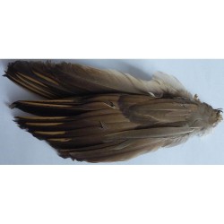 Paire d’aile de perdrix rouge