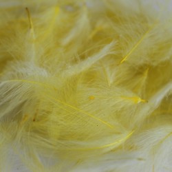 CDC jaune